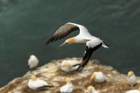 Terej australsky - Sula serrator - Australian Gannet - takapu 0676